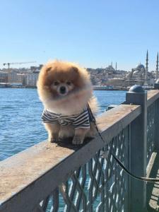 Historic Galata - 2