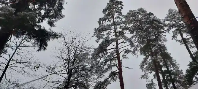 Лесная сказка - 2