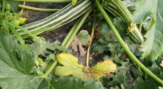 La Mimosa Case Vacanze - 37