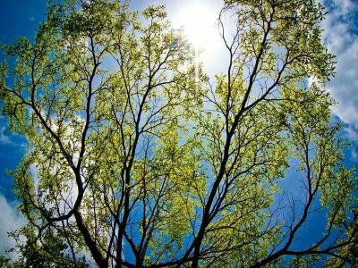 Bueng Bua Thong - 15