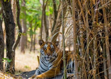Treebo Trend Saga Comforts Rajajinagar - 11
