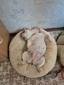 Пансионат Алмаз - 34