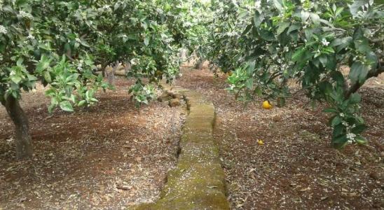 La Mimosa Case Vacanze - 26