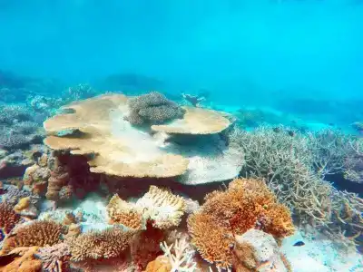 Bibee Maldives - 13