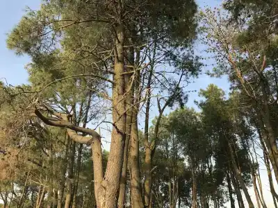 Simple Pleasures - 8