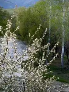 Карэм - 6