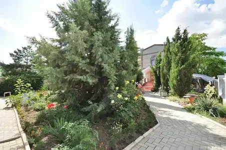 Кипарис - 2