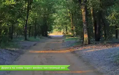 Лилия - 8