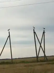 Вазуза - 7