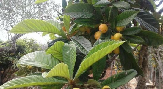 La Mimosa Case Vacanze - 36