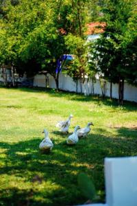 Marimare Beach & Bungalow - 10