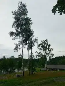 Forest Park - Tiny House - 27