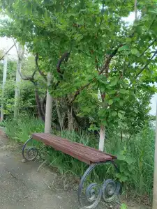 Яна - 6
