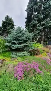 Лаванда - 26