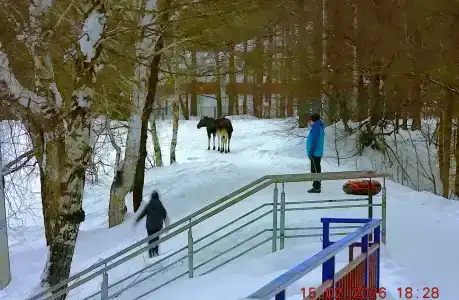 Лесная - 13