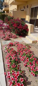 Al Hamra Village - 33