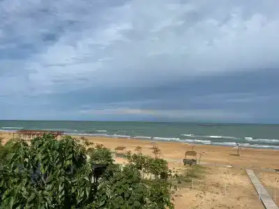 Павлония - 46