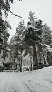 Сосны - 8