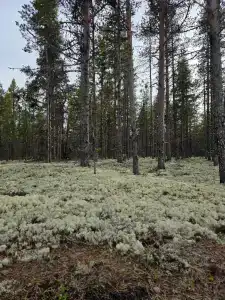 Нериньга - 19