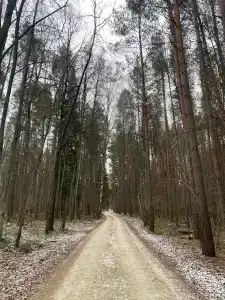 Ольха - 6