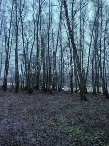 Ёжик в тумане - 43