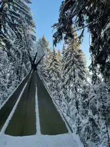 Северный олень - 50