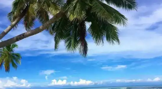 Palm Garden - 12