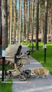 Сосновый бор - 37