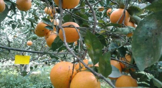 La Mimosa Case Vacanze - 38