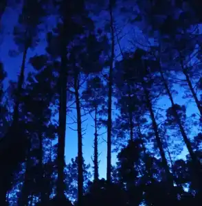 Simple Pleasures - 49