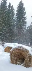 Сказка - 49
