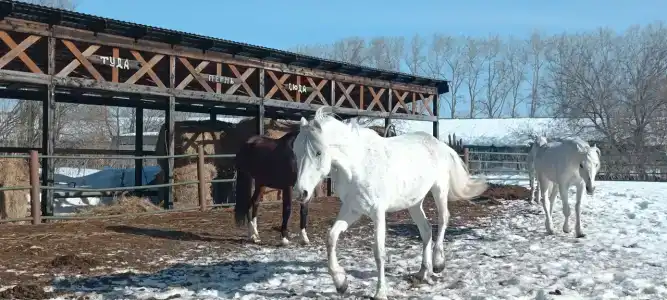 Золотой Полоз - 38