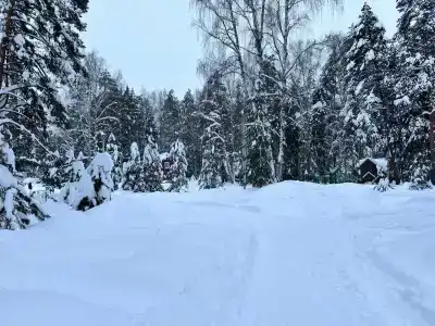 Лесной квартал - 36