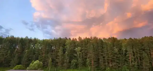 Лисица - 17