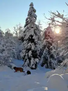Лебедево озеро - 31