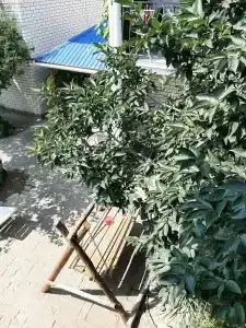 Михалыч - 38