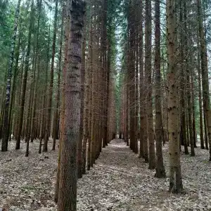 Жемчужина - 27