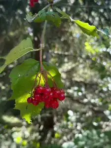 Лада Holiday - 12