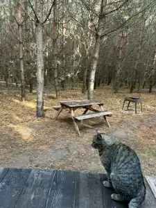 Сосны. Пространствие - 16