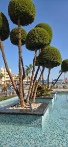 Albatros White Beach - 62