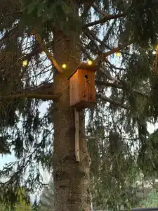 Пенеснарь - 19