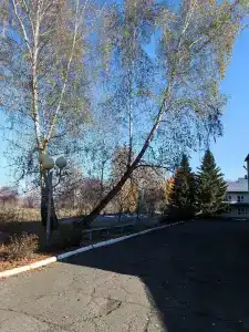 Бодрость - 31