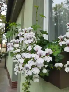 Домик на Садовой Вилла Мигнон - 11