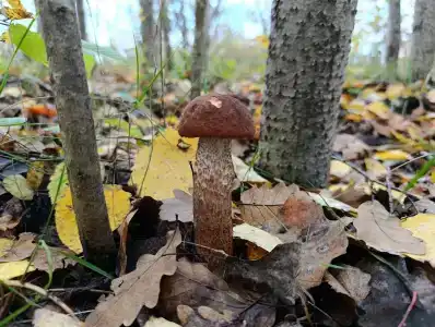 Лесной уголок - 4