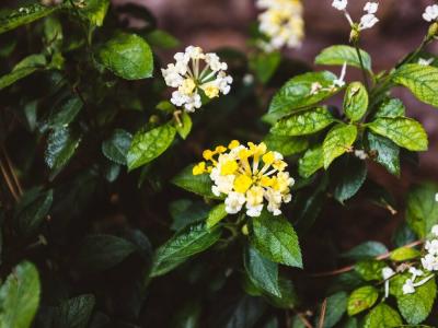 Circo Massimo Guest House - 15