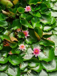 Здоровей - 98