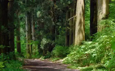 Livemax Resort Hakone-Sengokuhara - 10