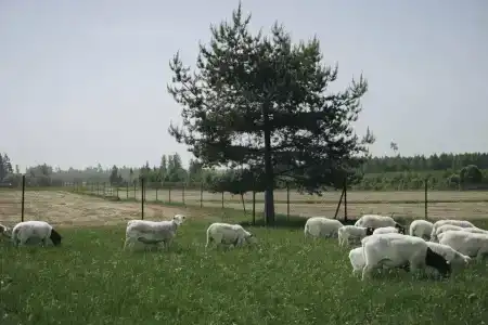 Дорпер-Фарм - 1