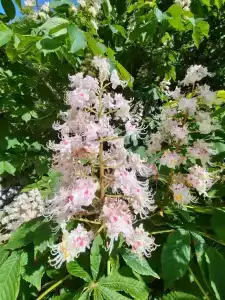 Черномор - 25