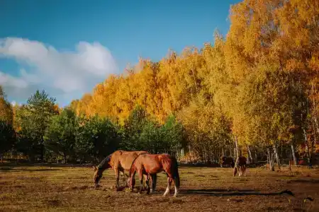 ХвояХутор - Казачий Курень - 12